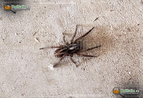 Thumbnail image #5 of the Carolina-Wolf-Spider