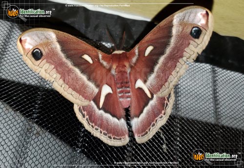 Thumbnail image of the Ceanothus-Silkmoth