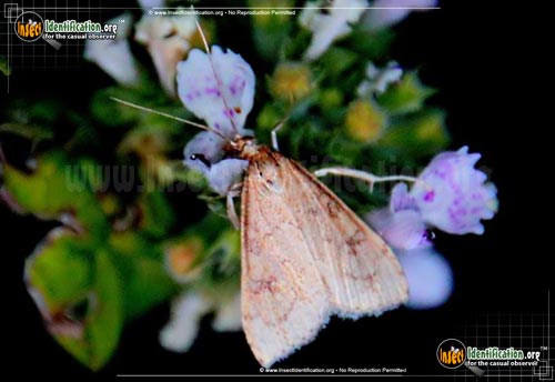 Thumbnail image of the Celery-Leaf-Tier-Moth