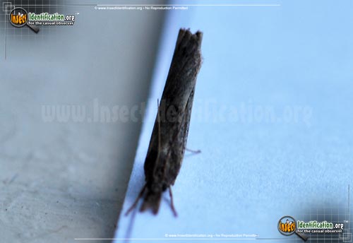Thumbnail image #3 of the Changeable-Grass-Veneer-Moth