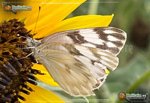 Thumbnail image #12 of the Checkered-White-Butterfly