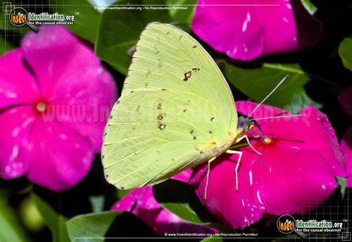 Thumbnail image #2 of the Clouded-Sulphur-Butterfly