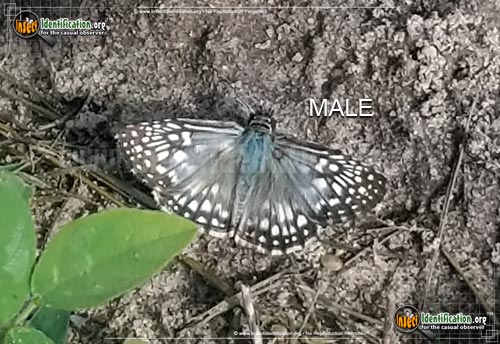 Thumbnail image #11 of the Common-Checkered-Skipper