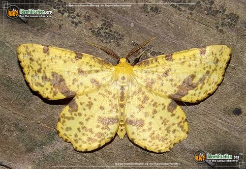 Thumbnail image #2 of the Crocus-Geometer-Moth