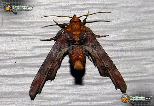 Thumbnail image of the Dark-Marathyssa-Moth