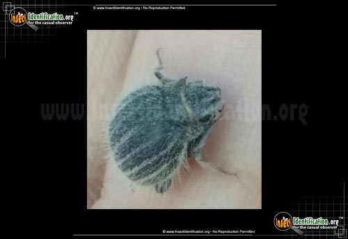 Thumbnail image #5 of the Darkling-Beetle-Edrotes-ventricosus