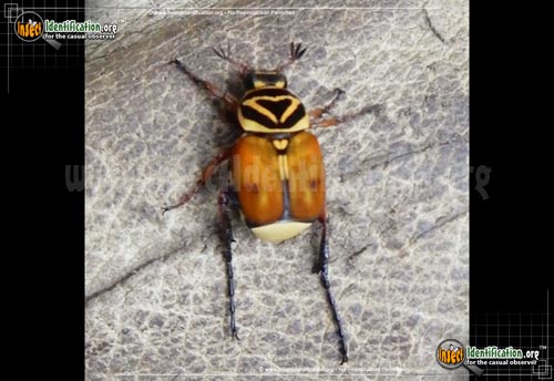 Thumbnail image of the Delta-Flower-Scarab-Beetle