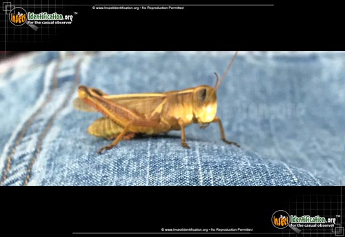 Thumbnail image #6 of the Differential-Grasshopper