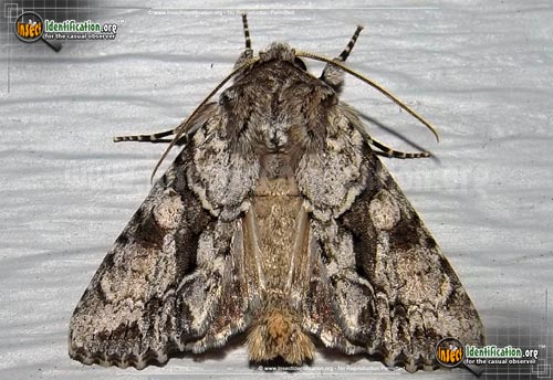 Thumbnail image of the Distinct-Quaker-Moth