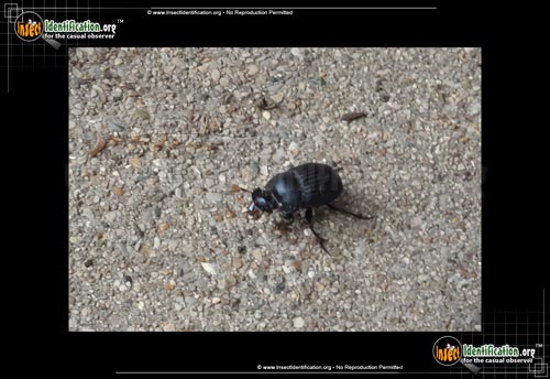 Thumbnail image of the Dung-Beetle-Dichotomius