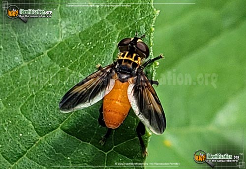 Thumbnail image #3 of the Feather-Legged-Fly-Trichopoda-pennipes