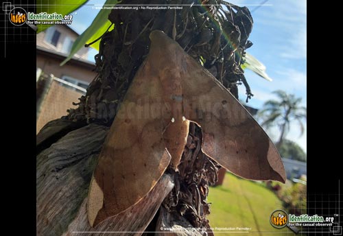Thumbnail image of the Fig-Sphinx-Moth