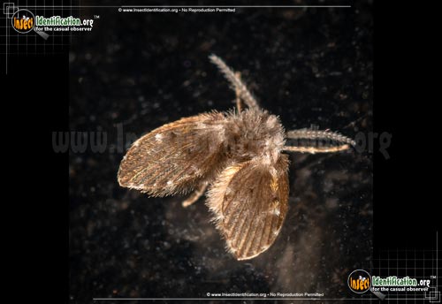 Thumbnail image of the Filter-Fly