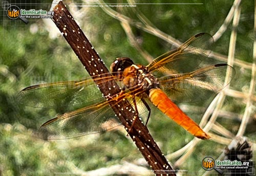 Thumbnail image #6 of the Flame-Skimmer-Dragonfly