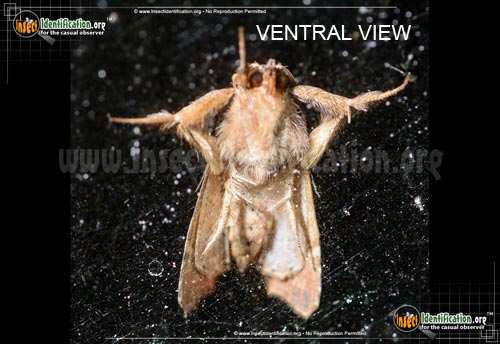 Thumbnail image #2 of the Florida-Fern-Moth