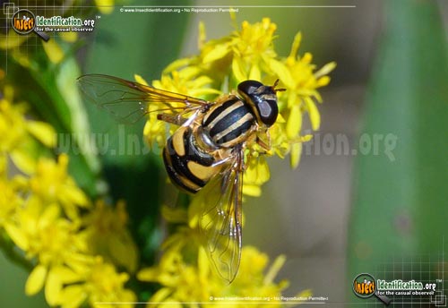 Thumbnail image of the Flower-Fly-Helophilus-fasicatus