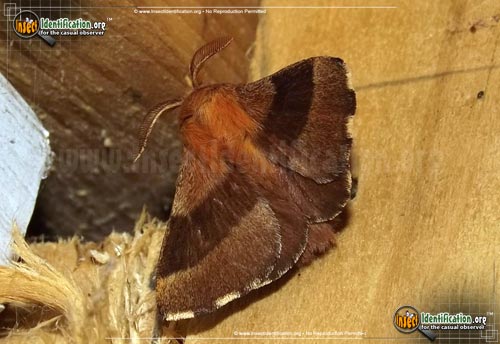Thumbnail image of the Forest-Tent-Caterpillar-Moth