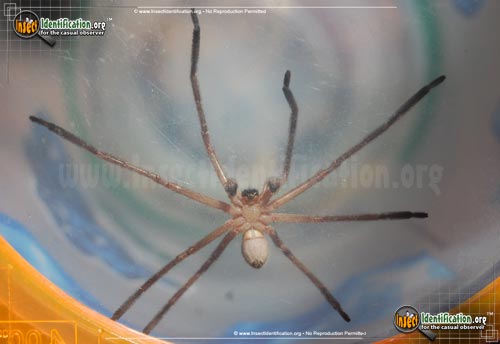 Thumbnail image #3 of the Giant-Crab-Spider