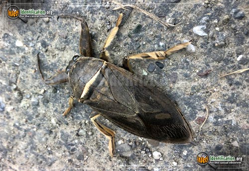 Thumbnail image #15 of the Giant-Water-Bug