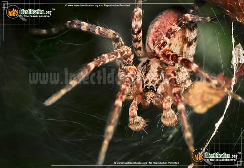 Thumbnail image #13 of the Grass-Spider