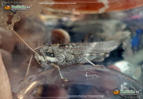 Thumbnail image #10 of the Gray-Bird-Grasshopper