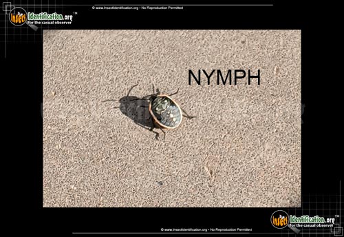Thumbnail image #2 of the Green-Stink-Bug-Nymph-Chlorochroa
