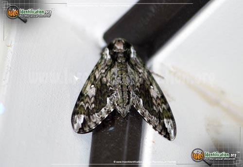Thumbnail image #2 of the Hagens-Sphinx- Moth