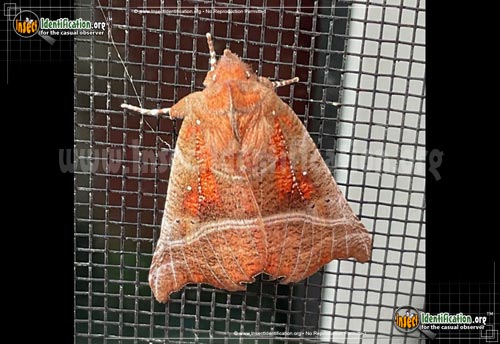 Thumbnail image of the Herald-Moth