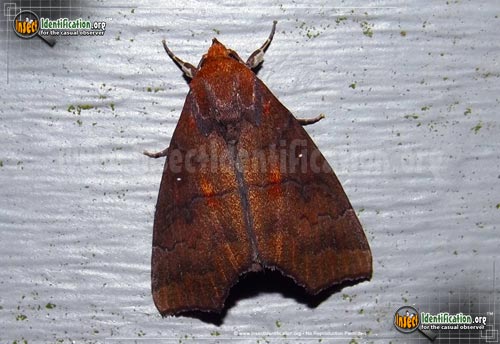 Thumbnail image of the Hibiscus-Leaf-Moth