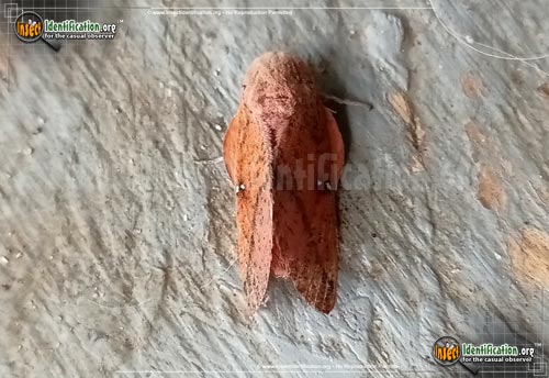 Thumbnail image of the Honey-Locust-Moth
