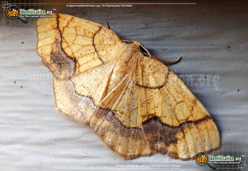 Thumbnail image #2 of the Horned-Spanworm-Moth