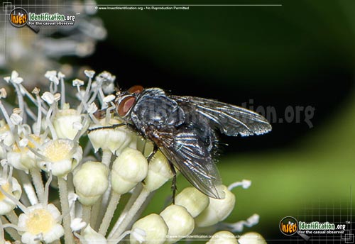 Thumbnail image of the House-Fly