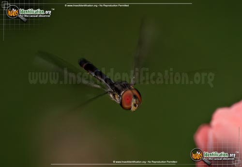 Thumbnail image #3 of the Hover-Fly-Ocyptamus-fuscipennis