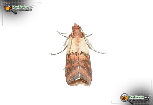 Thumbnail image #3 of the Indianmeal-Moth