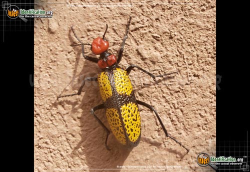 Thumbnail image of the Iron-Cross-Blister-Beetle