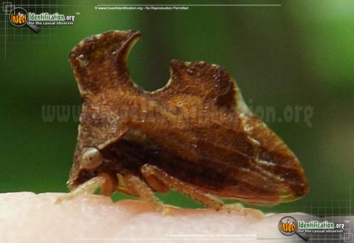 Thumbnail image #3 of the Keeled-Treehopper