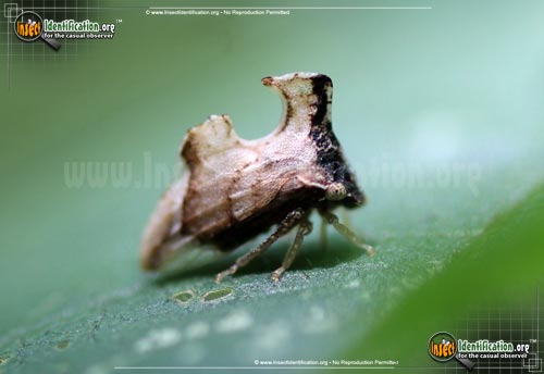 Thumbnail image #2 of the Keeled-Treehopper