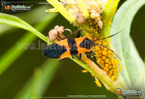 Thumbnail image #3 of the Large-Milkweed-Bug