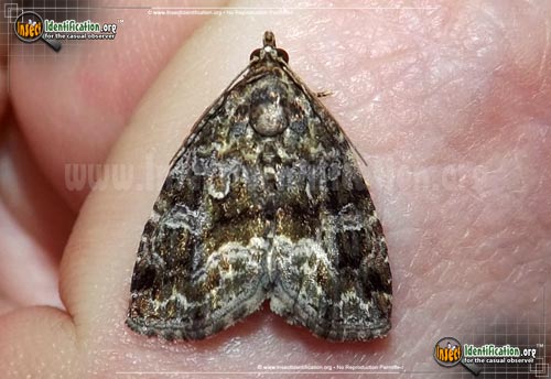 Thumbnail image of the Large-Mossy-Lithacodia-Moth