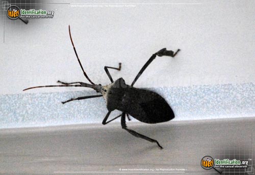 Thumbnail image #10 of the Leaf-Footed-Bug
