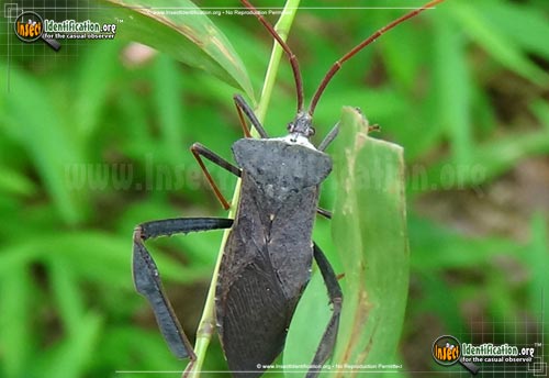 Thumbnail image #2 of the Leaf-Footed-Bug