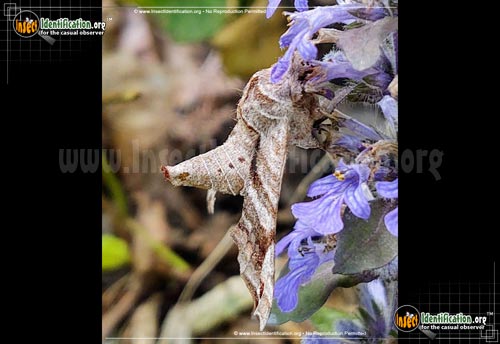 Thumbnail image #4 of the Lettered-Sphinx-Moth