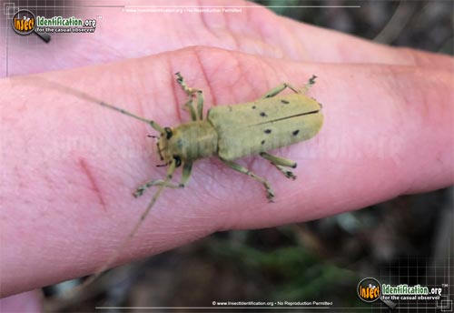 Thumbnail image of the Linden-Borer-Beetle