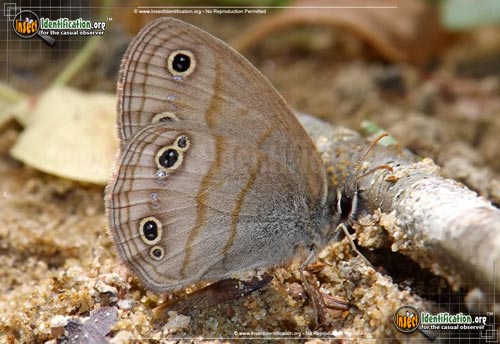 Thumbnail image of the Little-Wood-Satyr-Butterfly
