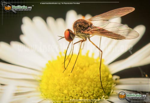 Thumbnail image of the Long-legged-Fly