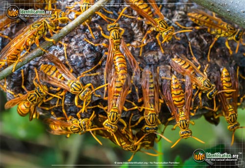 Thumbnail image of the Macao-Paper-Wasp