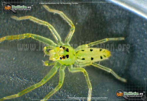 Thumbnail image of the Magnolia-Green-Jumping-Spider