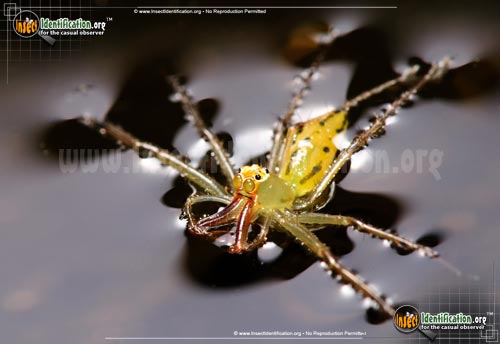 Thumbnail image #3 of the Magnolia-Green-Jumping-Spider
