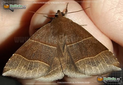 Thumbnail image of the Maple-Looper-Moth