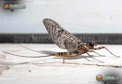 Thumbnail image of the March-Brown-Mayfly